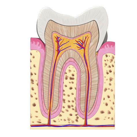 Anatomy Of A Tooth Delta Dental Of New Jersey Blog