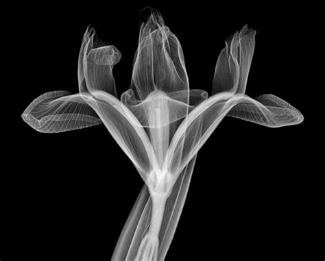 Flowers X Ray Photos Two Ways — 5 Things I Learned Today