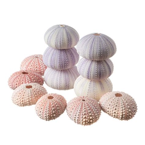 Sea Urchins 6 Pink Sea Urchin Shells 1 2 And 6 Purple Sea Urchin Shells