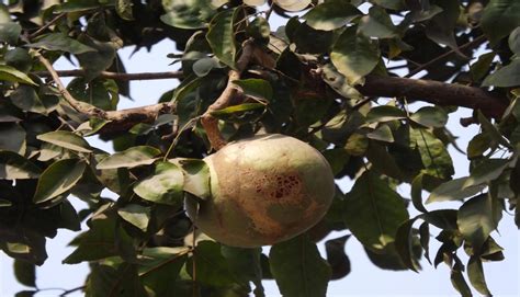 Wood Apple- Here's Why It Is Good For Health