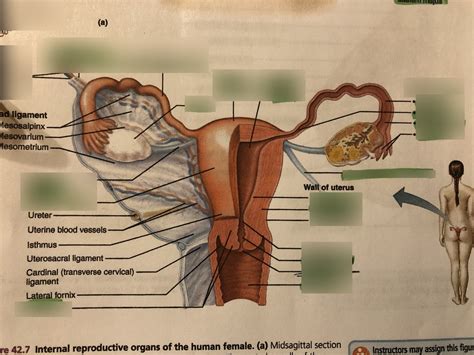 Female Reproductive Diagram Posterior View Diagram Quizlet