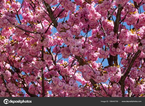 More images for arbre fruitier fleur rose » Arbre Fleur Rose Arbre Printemps Fleurs — Photographie ...
