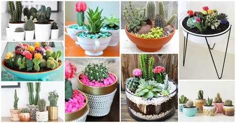 Only a select few are shade varieties. Smart Tips For Growing Cactus Indoors
