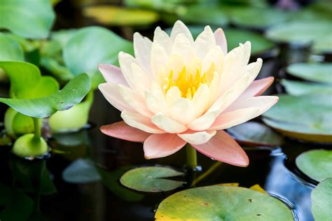 Water Lilly Photo Water Lily And Lotus Plant Care Growing Guide
