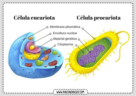 Celula Eucariota Y Procariota Rincon Dibujos Hot Sex Picture