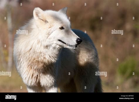 Artic Wolf In Profile Stock Photo Alamy