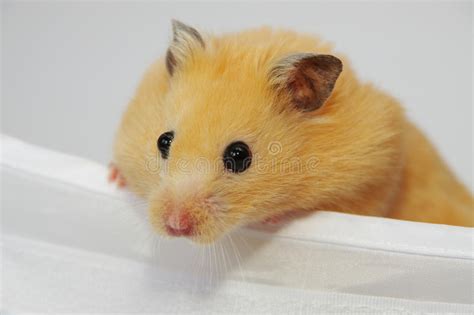 Golden Syrian Hamster Stock Photo Image Of Pets Close 73292850