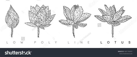Low Poly Line Lotus Flower Set Stock Vector Royalty Free