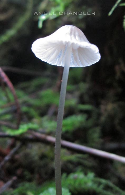 Tall Mushroom Nature Photography Photo Album Photography