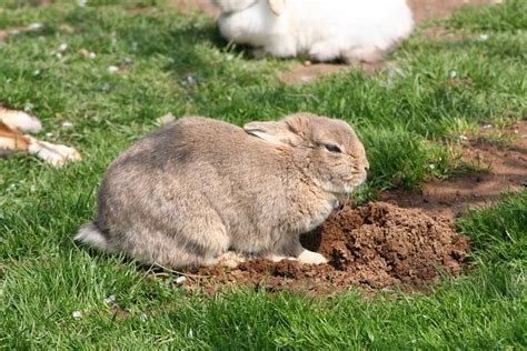 Rabbit Digging Flickr Photo Sharing