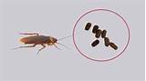 What Does A Cockroach Look Like Images