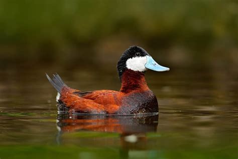 24 Breeds Of Duck Found In Louisiana With Pictures Pet Keen
