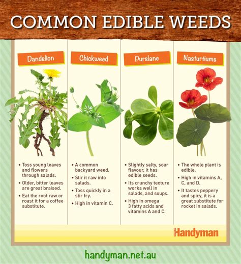 4 Common Edible Weeds Australian Handyman Magazine