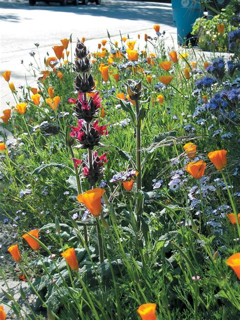 Hummingbird Sage Salvia Spathacea Complements The Poppies And Birds