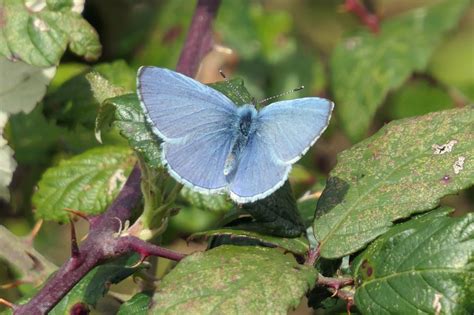 Holly Blue Hambledon Hill Dorset Butterflies