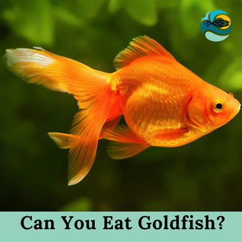 Can You Eat Goldfish Does Goldfish Taste Good