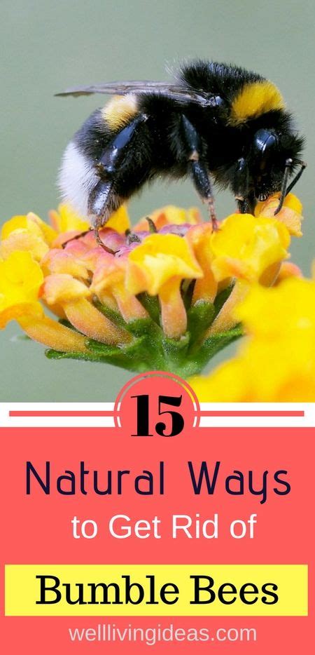 Professional removal is the way to get rid of bumble bees in wood. Natural Ways to Get Rid of Bumble Bees | Bee, Bumble bee ...