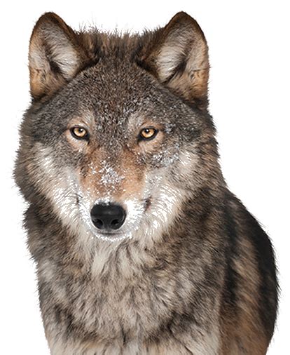 Wolf Png Transparent Image Download Size 414x506px
