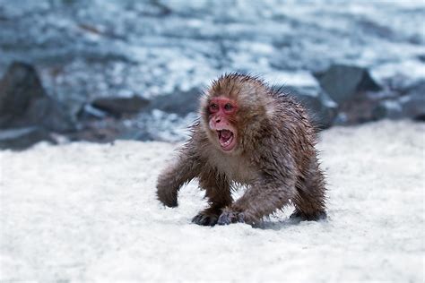 Young Snow Monkey Defending His Snow Sean Crane Photography