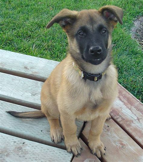 Hello puppies pet store has most breeds of dogs or puppies for sale. Belgian Malinois puppy for sale near San Antonio, Texas ...