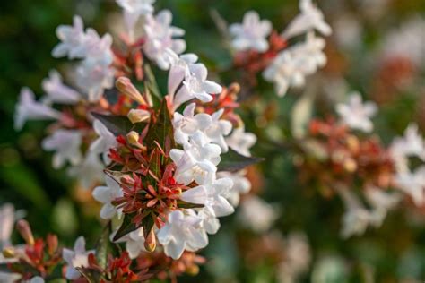 Abelia Plant Guide How To Grow And Care For Abelias 2022