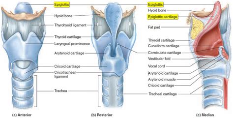 Epiglottis Throat Anatomy Respiratory System Anatomy Human Anatomy