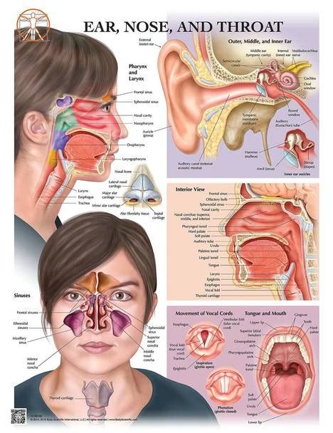 Ear Nose And Throat With Sinuses Anatomy Laminated Wall Chart With