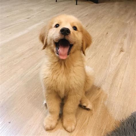 Golden Retriever Puppy Smile Really Cute Puppies Golden Retriever