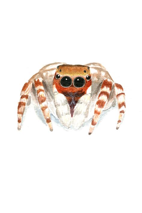 Jumping Spider Watercolor Print Home Decor Wall Art Etsy Spider