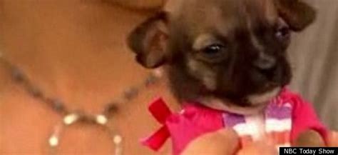 Beyonce Possibly Worlds Smallest Dog Becomes Face Of Pet Adoption