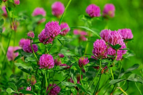 10 Beautiful Native Irish Wildflowers To Look For This Spring And