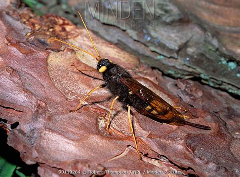 Minden Pictures Stock Photos Greater Horntail Wood Wasp Urocerus