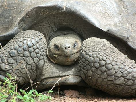 The Oldest Living Tortoise In The World” Take Off With Natarajan