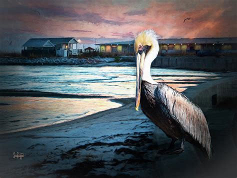 Pelican Sunset Photograph By Sandra Schiffner Fine Art America