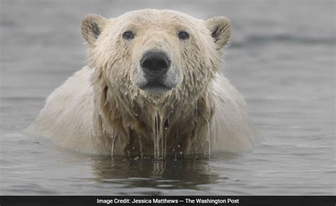 Polar Bear Numbers To Plunge A Third As Sea Ice Melts Study