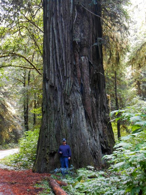 Check spelling or type a new query. Ramblings of Roamers: The Redwood National and State Parks ...