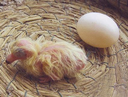 Not to be used in pigeons for human consumption. Breeding program - Belgica de Weerd