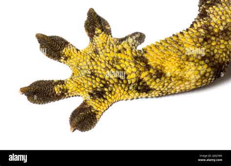 Legs And Feet Of A Crested Gecko Correlophus Ciliatus Stock Photo Alamy
