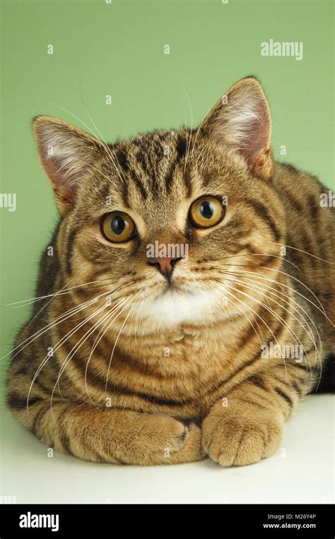 Brown Spotted Tabby British Shorthair Cat Portrait Stock Photo Alamy