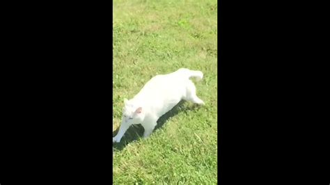 Funny Fat Cat Running In Slow Motion Youtube