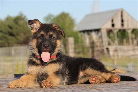 How Much Do German Shepherds Cost Uncovering The Price Tag Only Shepherd