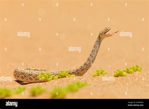 Bitis Peringueyi Péringueys Adder Poison Snake From Namibia Sand