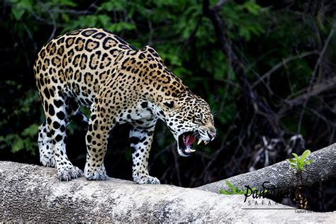 Jaguar Panthera Onca Pictorial Page 18 Carnivora