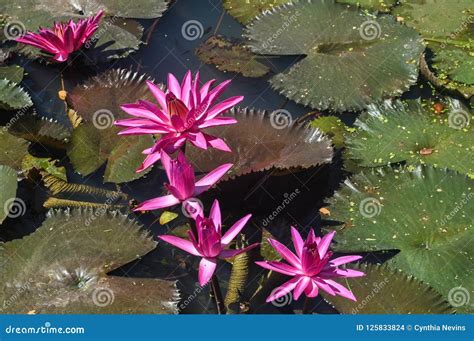 Beautiful Pink Flower With The Lily Pad Stock Photo Image Of Fushia