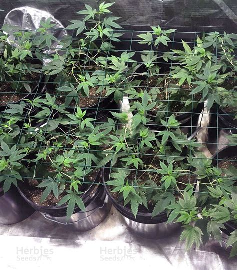 This tasty strain is famous for its delicious flavor and euphoric high. Gelato 33 | Strain information | Seeds for sale | Customer ...