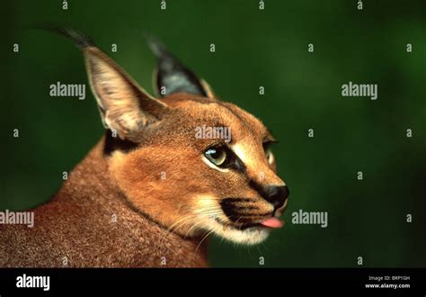 Caracal Portrait With The Tip Of The Caracals Tongue Showing Stock