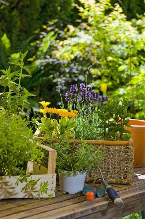 9 Gardening Tips for Beginners, #Beginners # ...