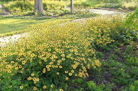 Heres Our Guide To Growing Native Plants Missouri Life Magazine