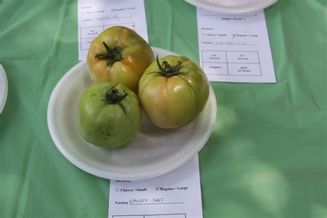 Plantanswers Plant Answers Tomato Milbergers Top Tomato Contest