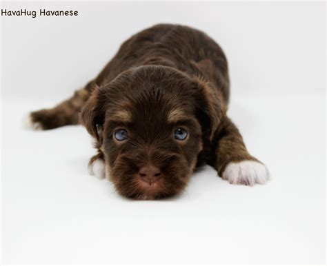 Hungers' heavenly pups located in richmond, michigan. Havanese Puppies For Adoption In Michigan